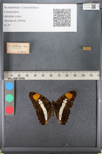 Media type: image;   Entomology 140888